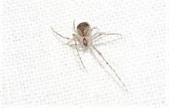 Australomimetus spinosus