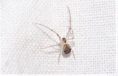 Australomimetus spinosus