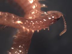 Arthropoda