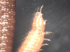 Arthropoda