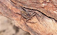 Tharpyna campestrata