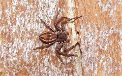 Tharpyna campestrata