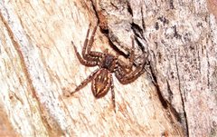 Tharpyna campestrata