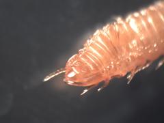 Arthropoda