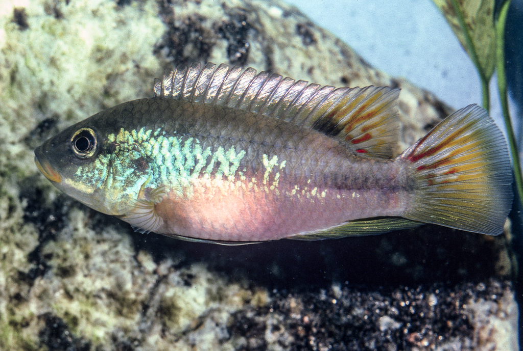 Finley's cichlid (Benitochromis finleyi) — Cichlidae