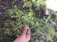 Rorippa curvisiliqua