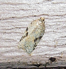 Acleris placidana