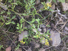 Rorippa curvisiliqua