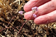 Boerhavia dominii