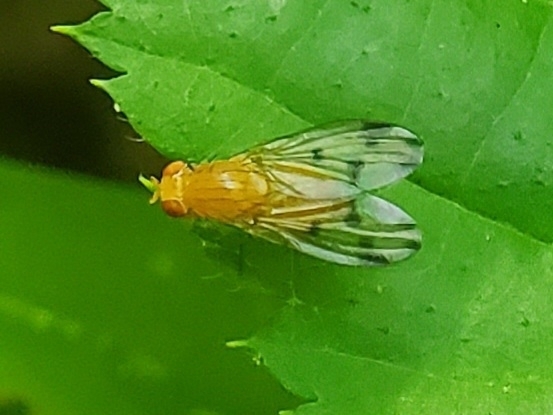 Homoneura incerta