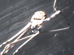 Araneae