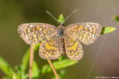 Texola elada ulrica