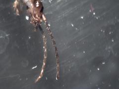 Dermaptera