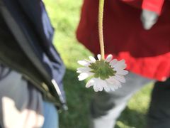 Bellis perennis