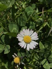 Bellis perennis