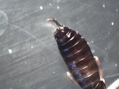 Dermaptera