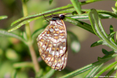 Texola elada ulrica