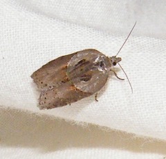 Acleris maculidorsana