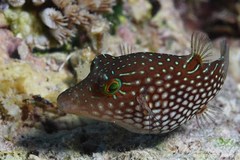 Canthigaster janthinoptera