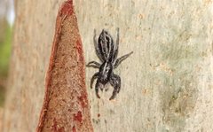 Ocrisiona leucocomis