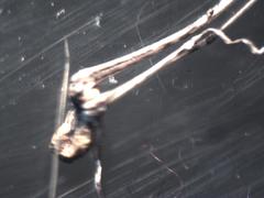 Araneae