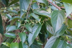 Rhamnus formosana