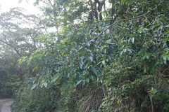 Rhamnus formosana