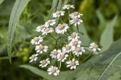 Achillea impatiens