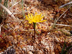 Microseris borealis