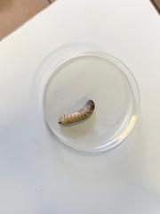 Insecta