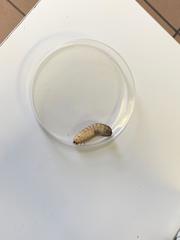Insecta