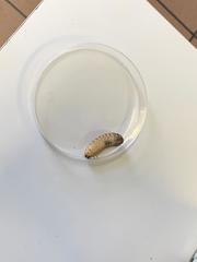 Insecta