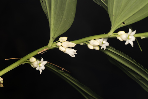Disporopsis longifolia