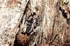 Tharpyna campestrata