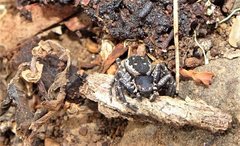 Tharpyna campestrata