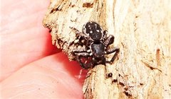 Tharpyna campestrata