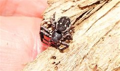 Tharpyna campestrata