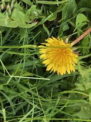 Taraxacum