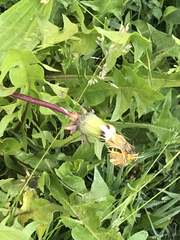 Taraxacum