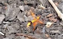 Neocyrtopogon