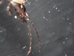 Dermaptera