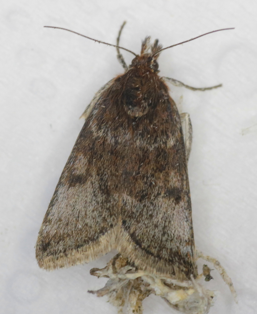 Loxostege ephippialis