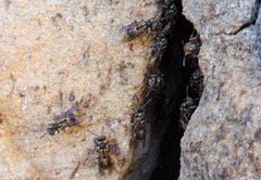 Ropalidia socialistica