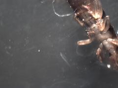Dermaptera