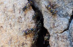 Ropalidia socialistica