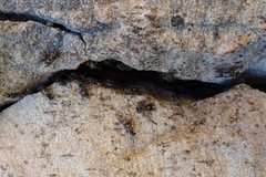 Ropalidia socialistica