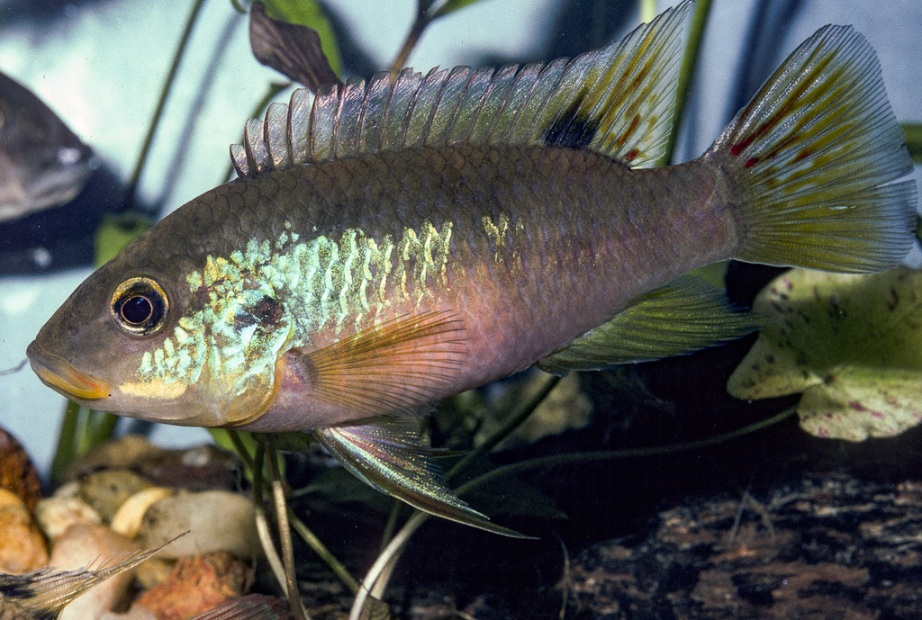 Finleys cichlide (Benitochromis finleyi) — Cichlidae