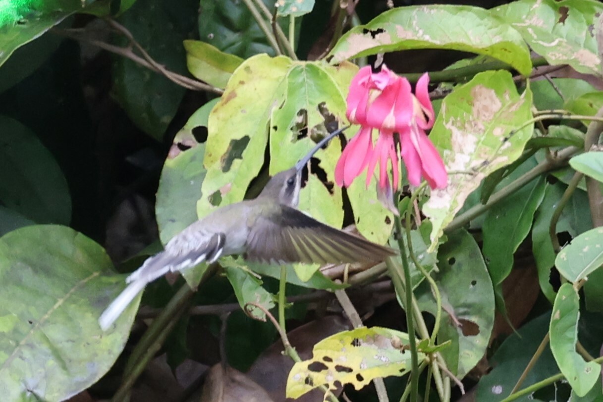 White-bearded Hermit (Phaethornis hispidus), photo 3