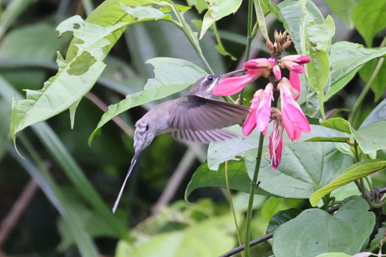 White-bearded Hermit (Phaethornis hispidus), photo 4