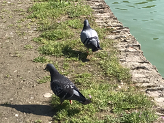 Columba livia domestica